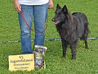 Siegerhunde