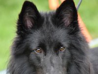 4  Gwen Dvaro Vilkai