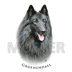 Aufkleber des BSB - Belgische Schäferhunde, Varietät "Groenendael"