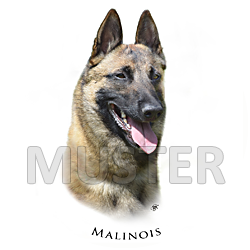 Aufkleber des BSB - Belgische Schäferhunde, Varietät "Malinois"