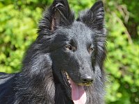 10 Habiba Hana von Canis Lupus Pallipes