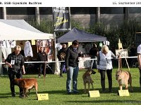 Ehrenring Bulo 120915 003