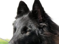 007-Forc 100918 002