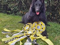 CAC-GR-R Bester Rüde-GR Bester Groenendael Bester Hund der Ausstellung Highlander Mylo von Canis Lupus Pallipes