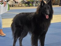 01a Grizzly von Canis Lupus Pallipes Bester Jugendhund