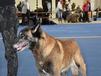 01a Narvik Vitris Bohemia Bester Veteranenhund